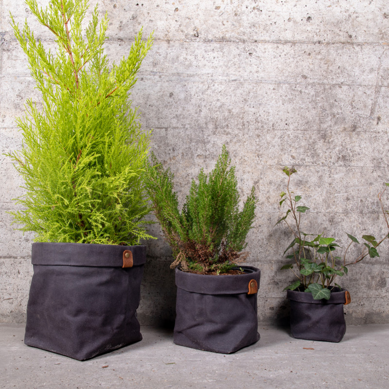 pot plante