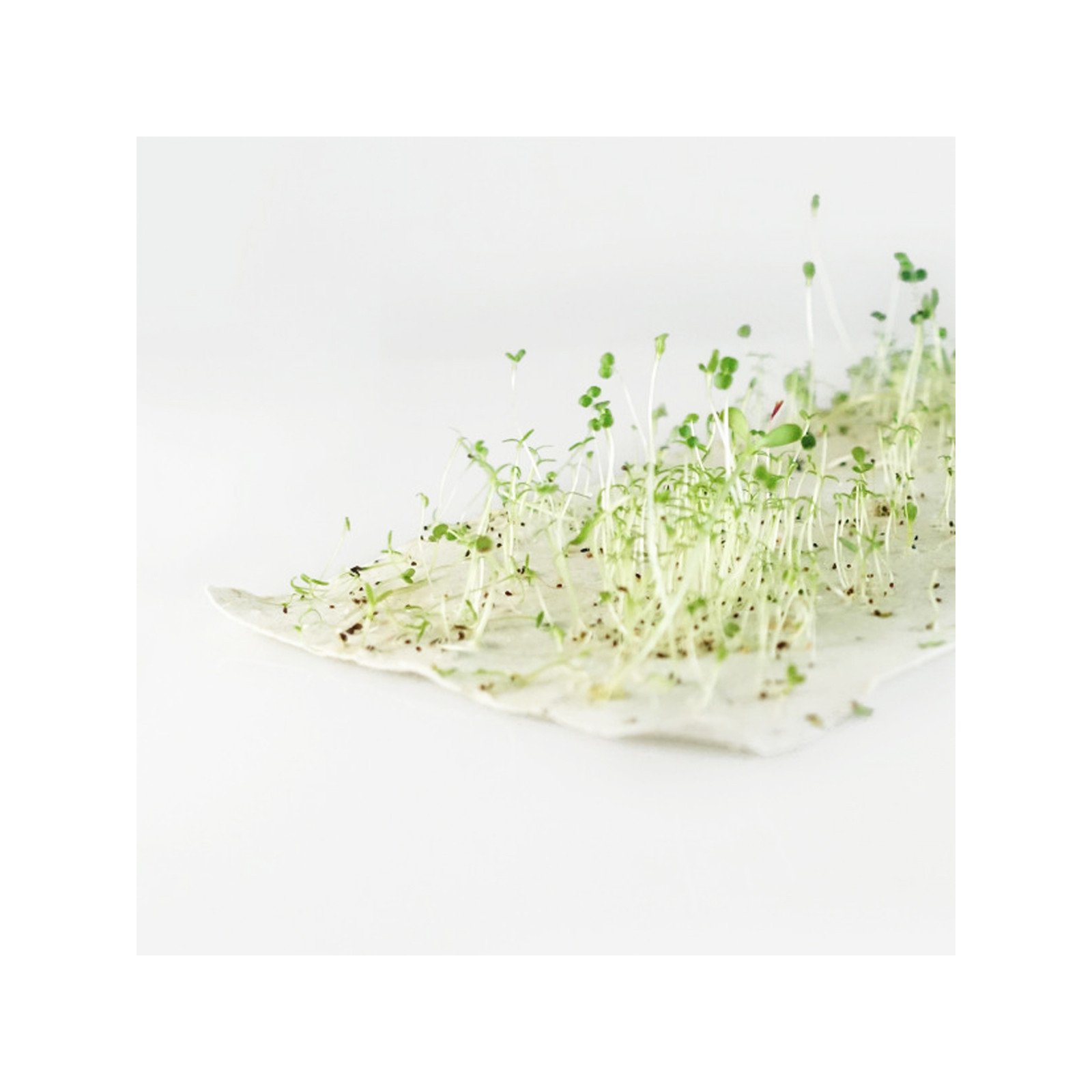 Carte Fête des pères à planter 