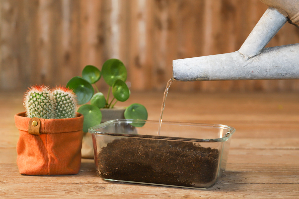 🌱Carte à planter Visage Fleuri - Carte à Pousser