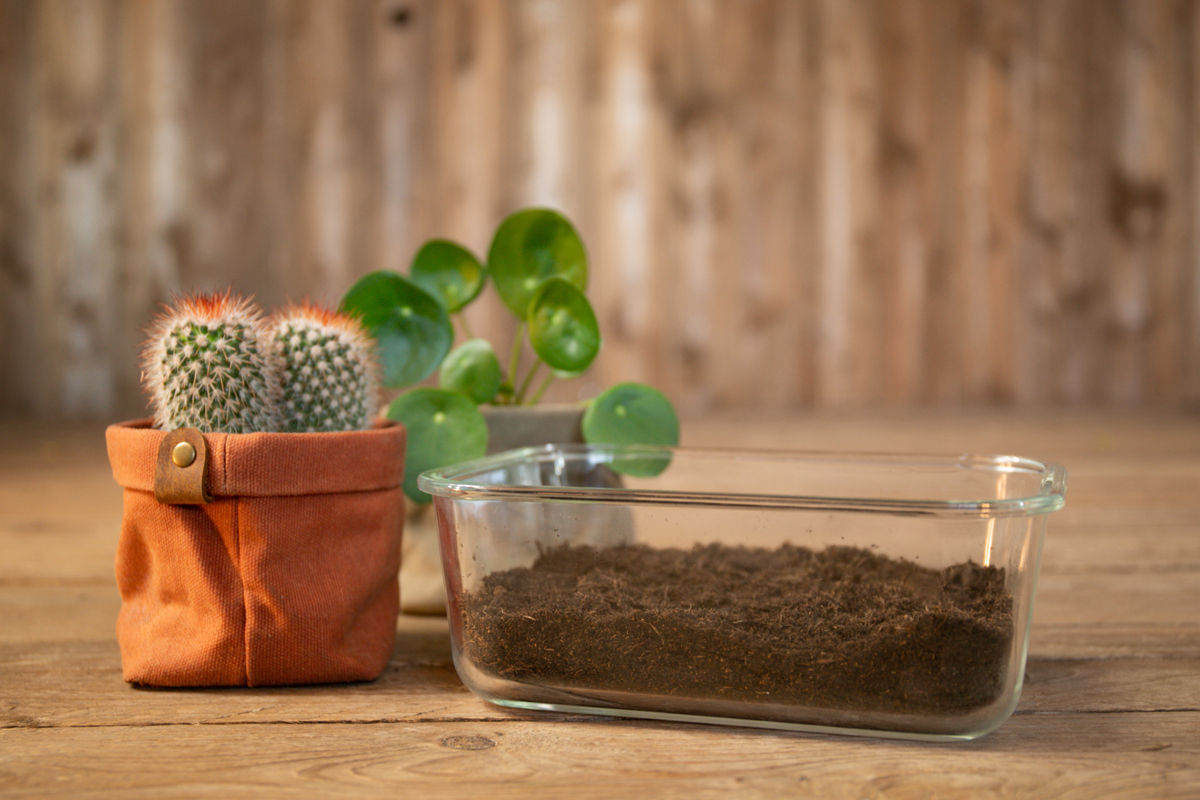 🌱Carte à planter Joyeux Anniversaire Gâteau - Carte à Pousser